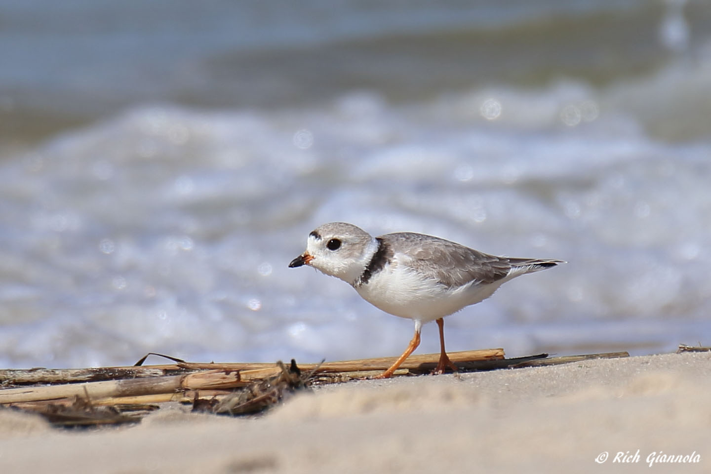 Birding at Cape Henlopen State Park: Featuring a Piping Plover (3/25/22)