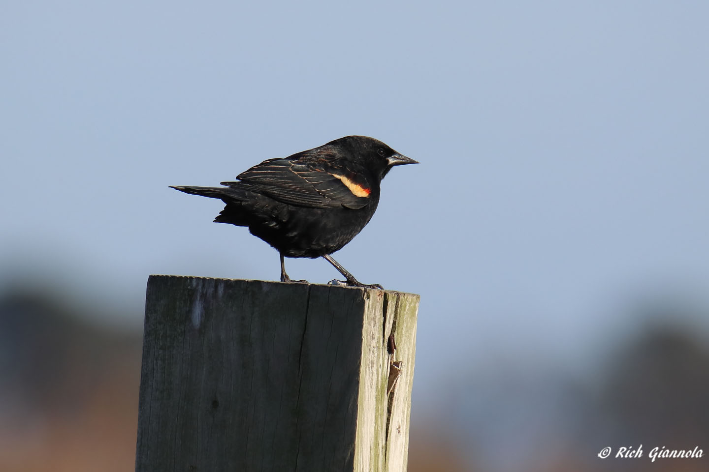 Birding at Prime Hook NWR Fowler Beach: Featuring a Red-Winged Blackbird (3/11/22)