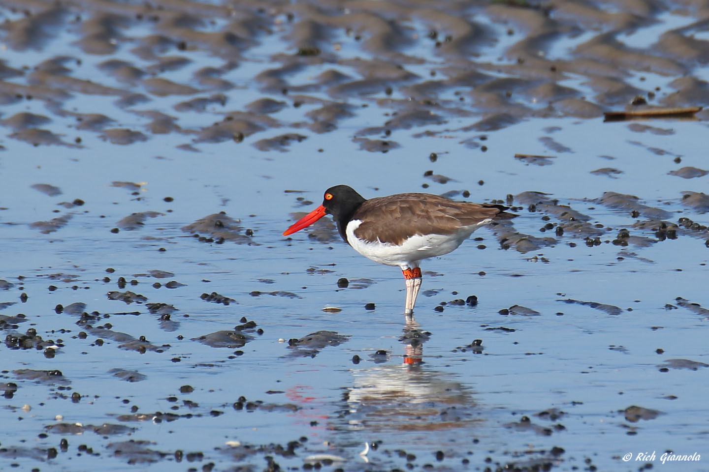 Birding at Cape Henlopen State Park: Featuring an American Oystercatcher (4/22/22)