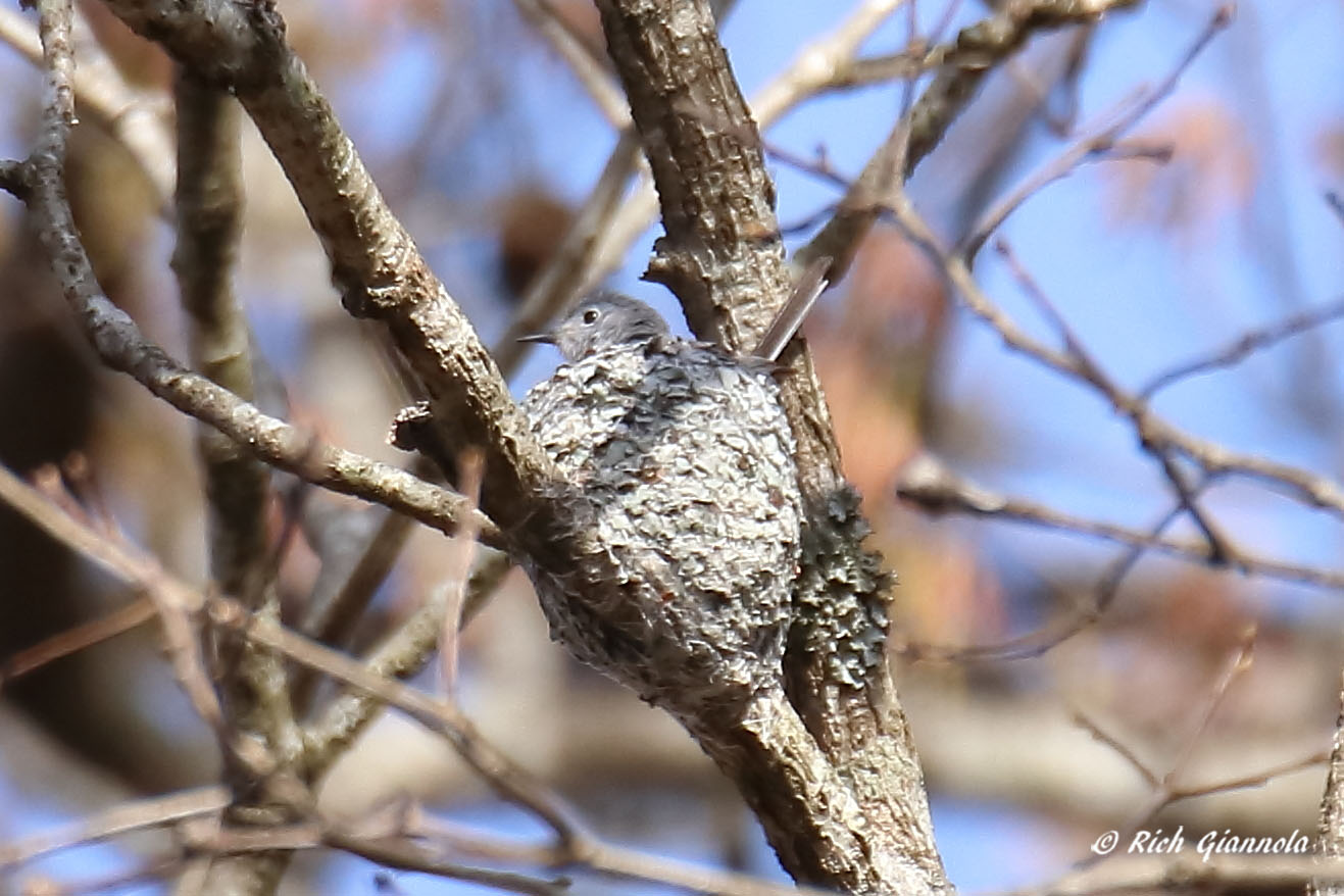 Birding at Redden State Forest: Featuring a Blue-Gray Gnatcatcher (4/21/22)