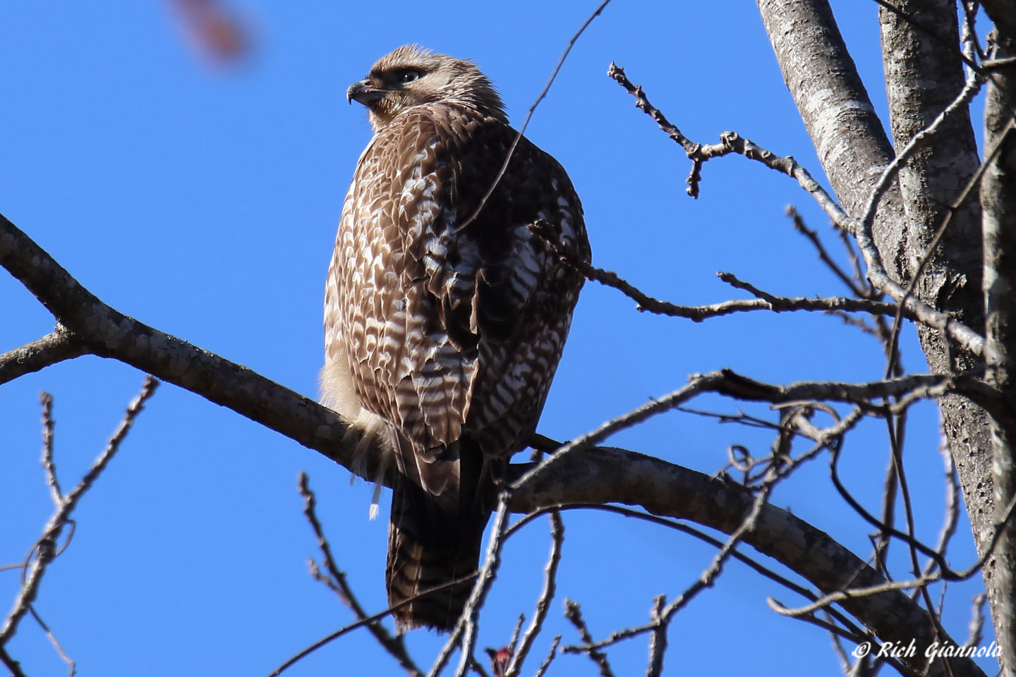 Birding at Blydenburgh County Park: Featuring a Cooper’s Hawk (4/2/22)