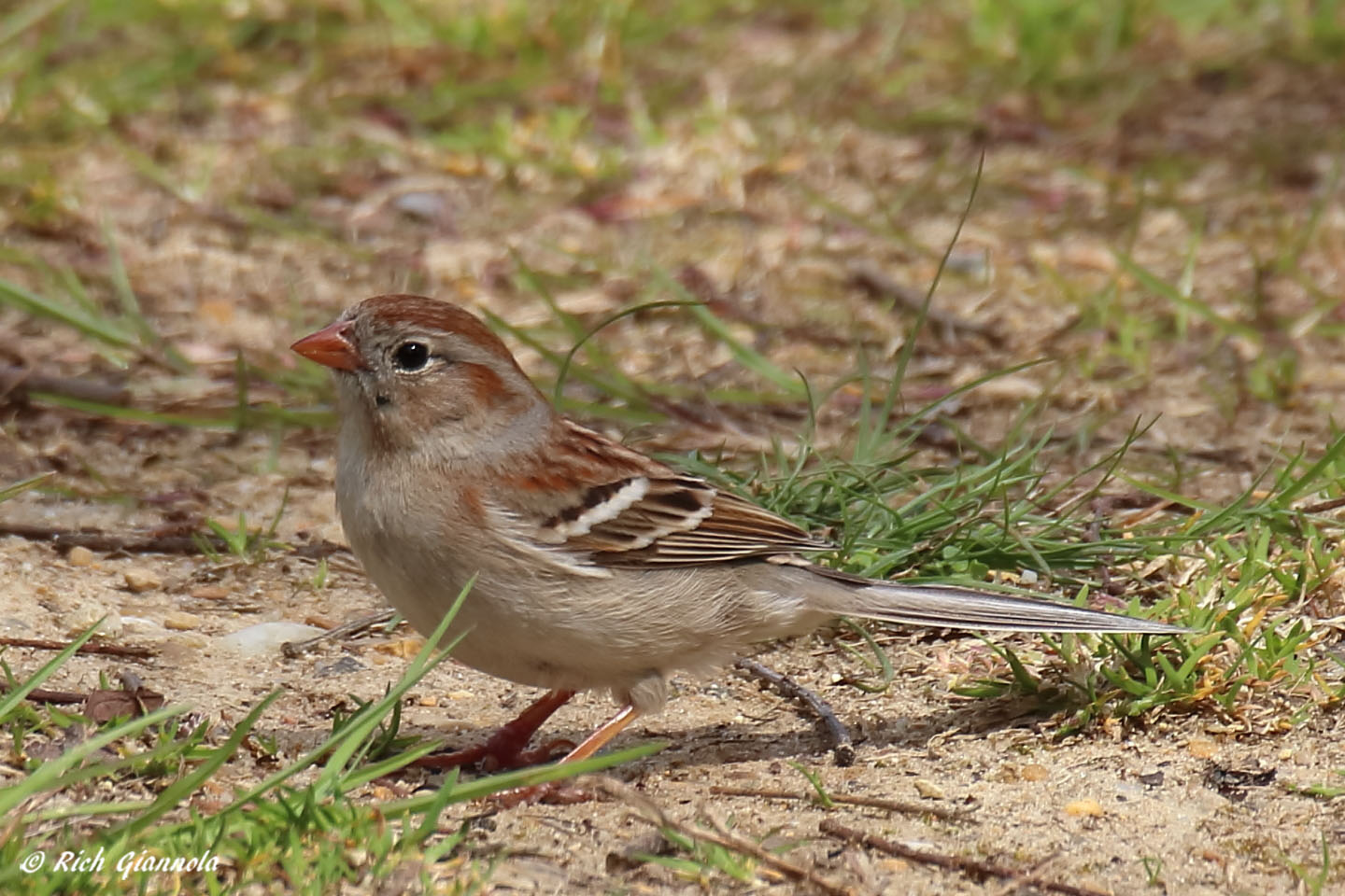 Birding at Prime Hook NWR: Featuring a Field Sparrow (4/13/22)