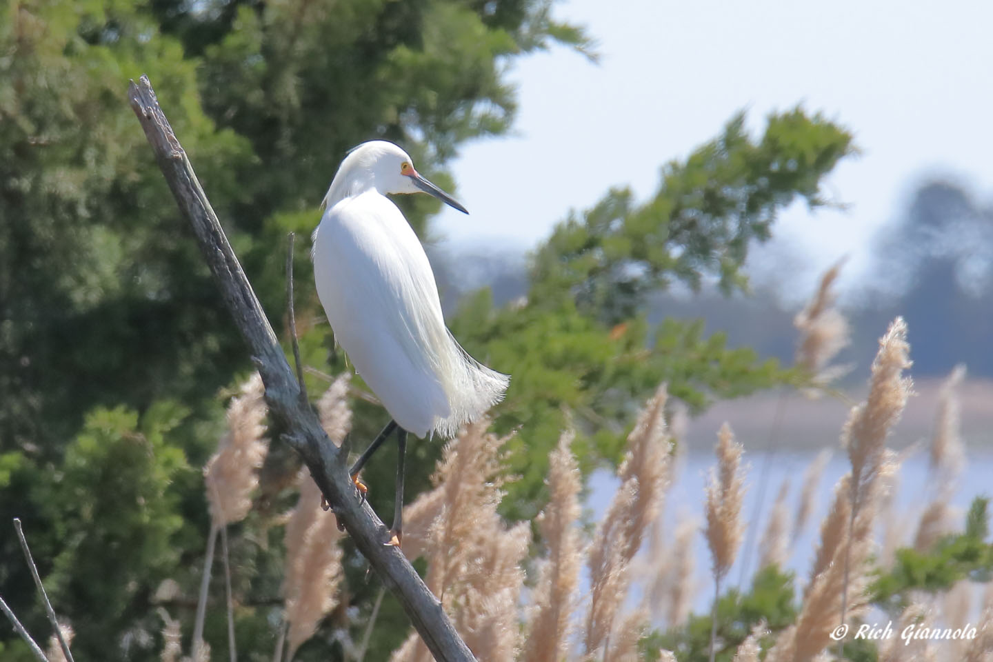 Birding at Prime Hook NWR: Featuring a Snowy Egret (4/29/22)