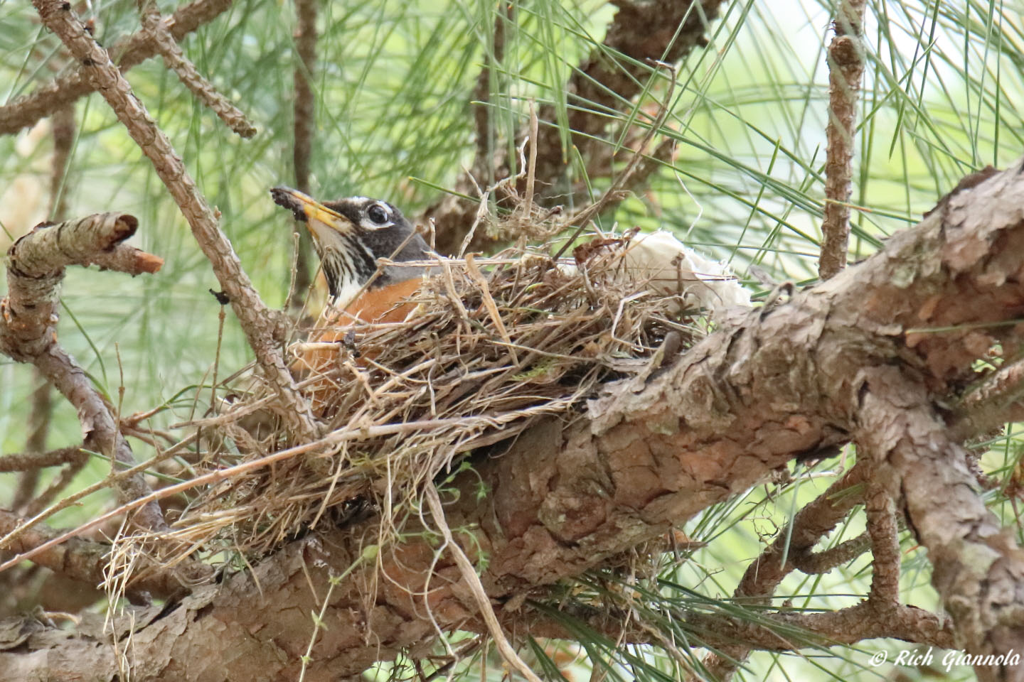 Birding at Redden State Forest: Featuring an American Robin (5/10/22)