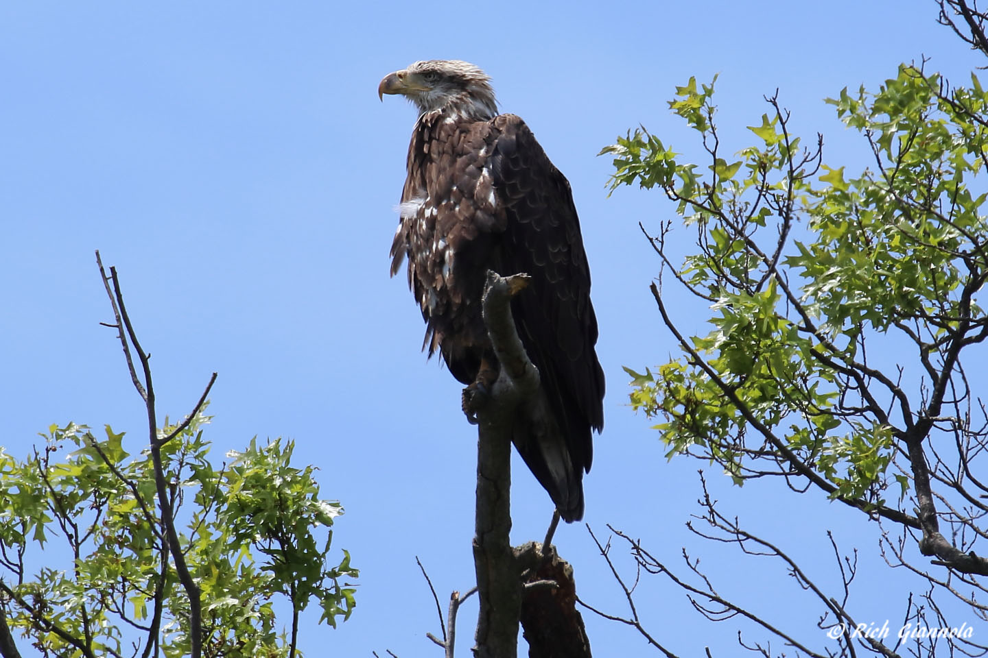 Birding at Bombay Hook NWR: Featuring a Bald Eagle (5/18/22)