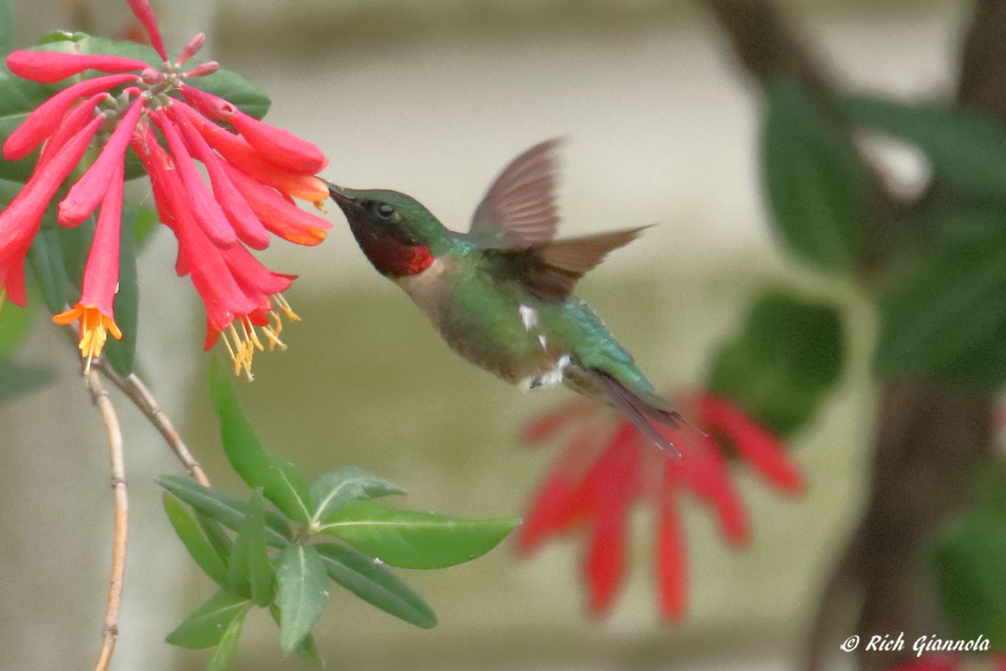 Birding at Prime Hook NWR: Featuring a Ruby-Throated Hummingbird (5/5/22)