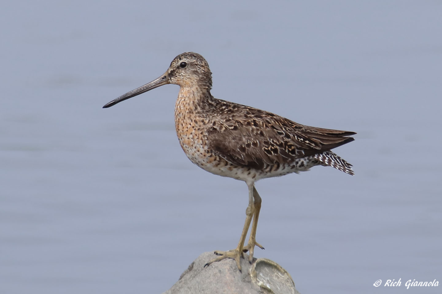 Birding at DuPont Nature Center: Featuring a Short-Billed Dowitcher (5/26/22)