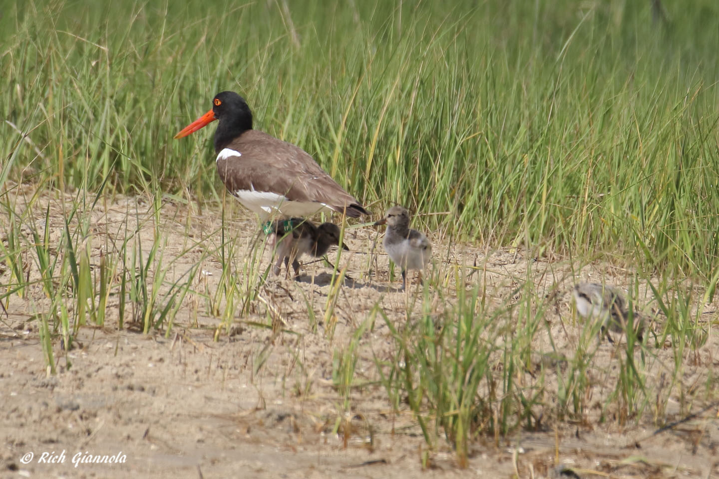 Birding at Chincoteague NWR: Featuring American Oystercatchers (6/7/22)