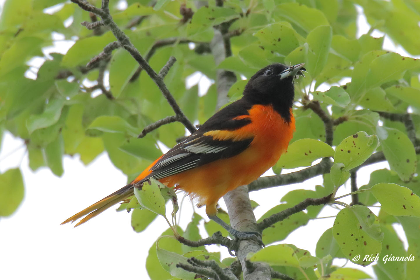 Birding at Allen’s Pond: Featuring a Baltimore Oriole (6/17/22)