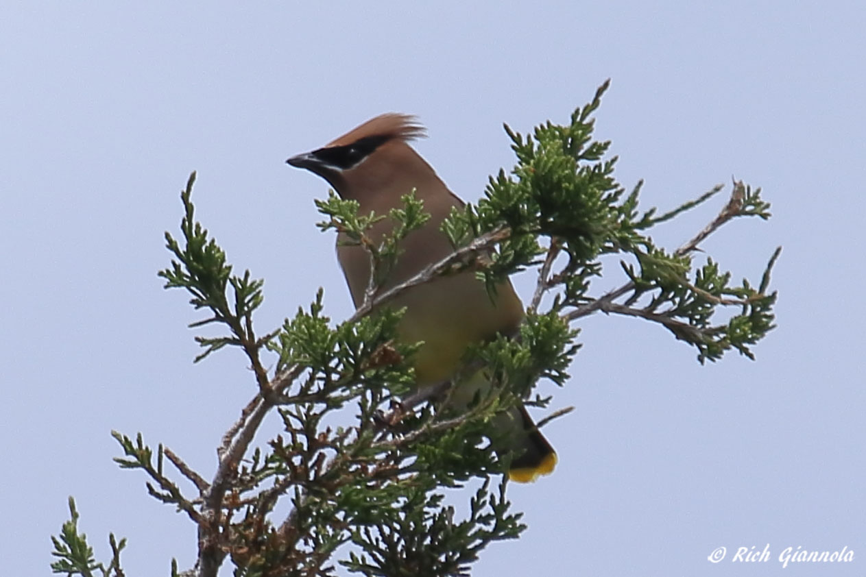 Birding at John H. Chafee Nature Preserve (Rome Point): Featuring a Cedar Waxwing (6/22/22)