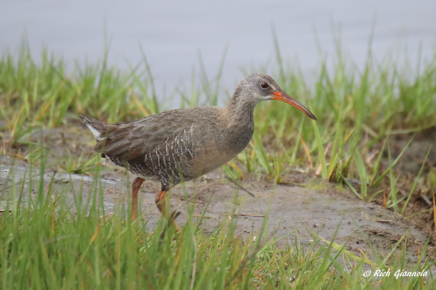 Birding at Assateague Island National Seashore: Featuring a Clapper Rail (6/1/22)