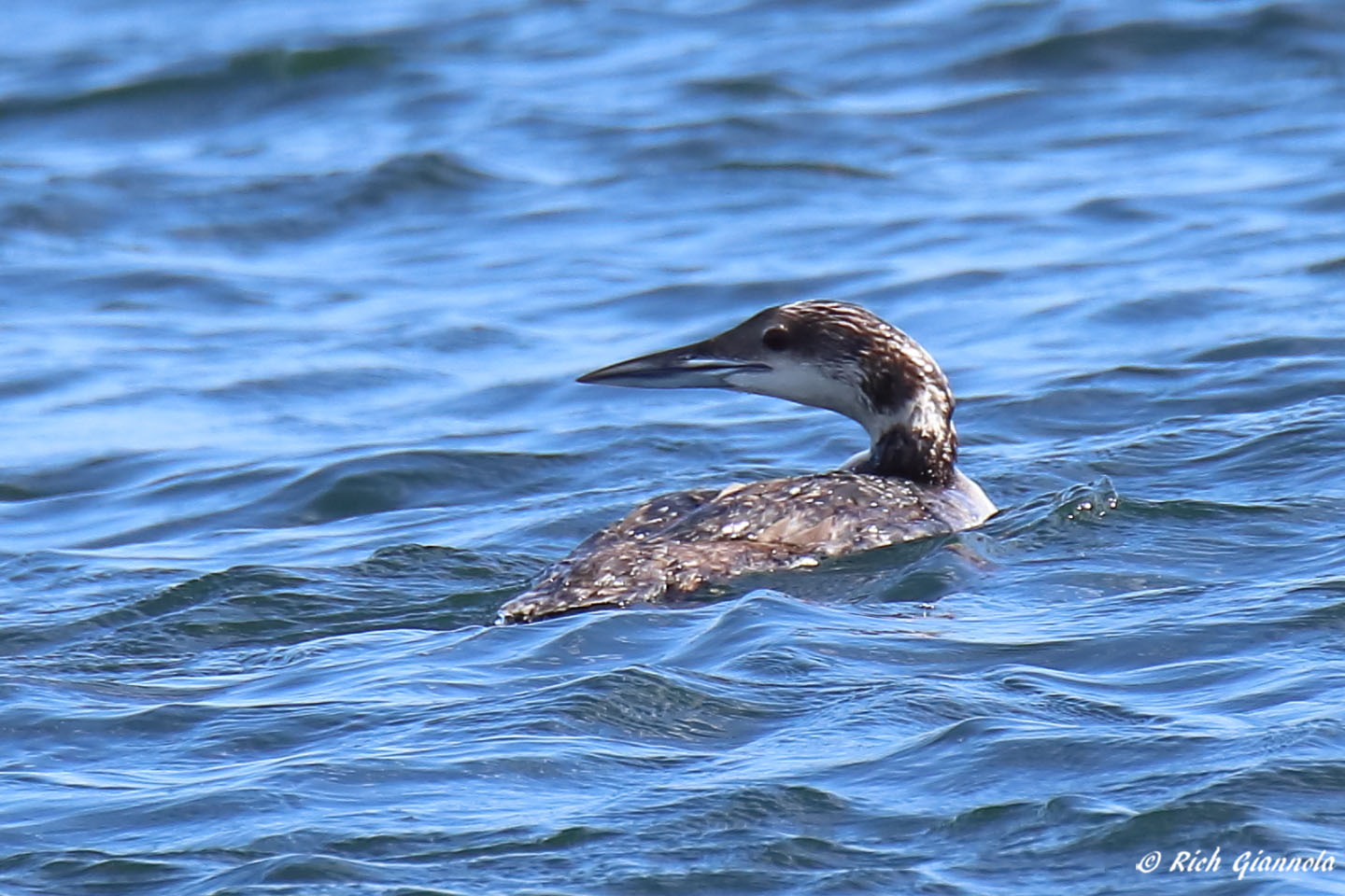 Birding at Ninigret NWR: Featuring a Common Loon (6/20/22)