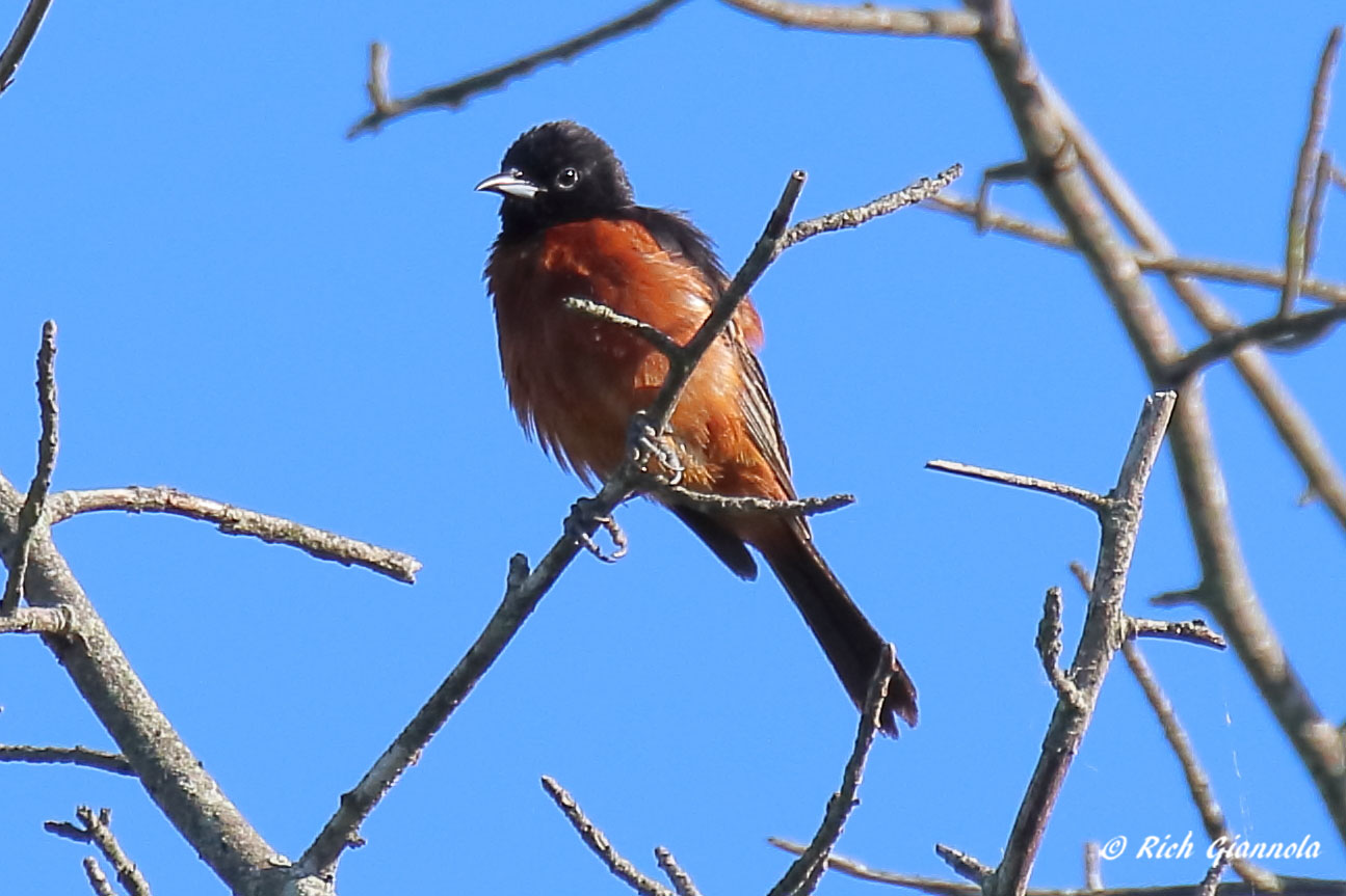 Birding at Prime Hook NWR: Featuring an Orchard Oriole (6/29/22)