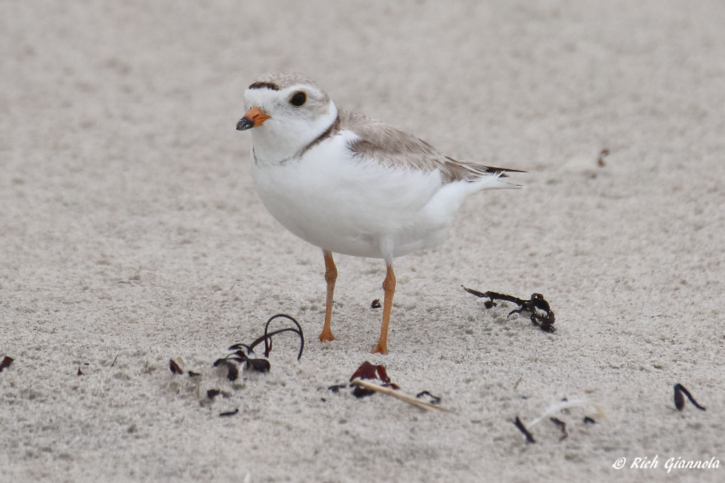 Birding at Cherry and Webb Beach: Featuring a Piping Plover (6/17/22)