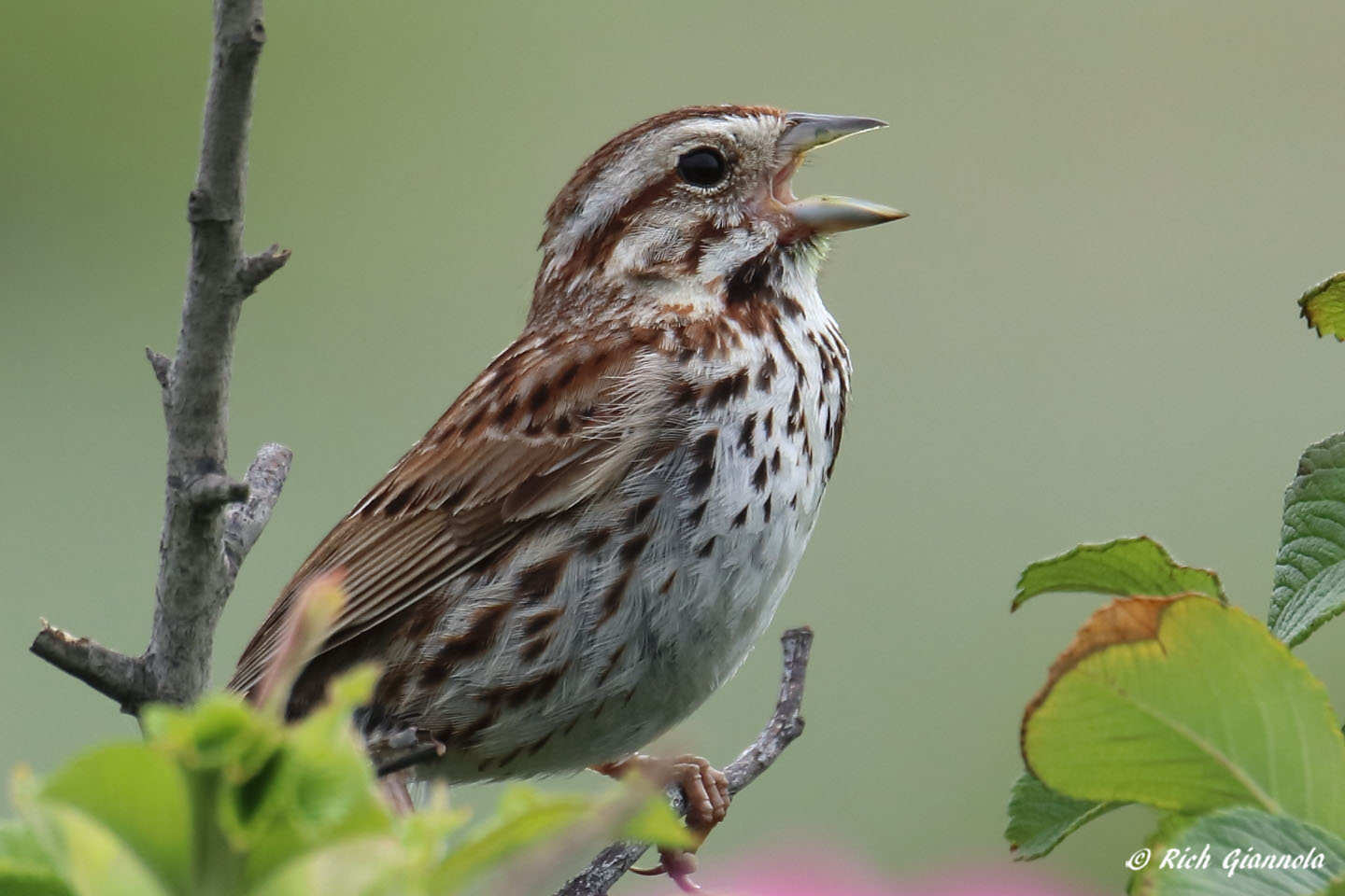 Birding at Gooseberry Island: Featuring a Song Sparrow (6/17/22)