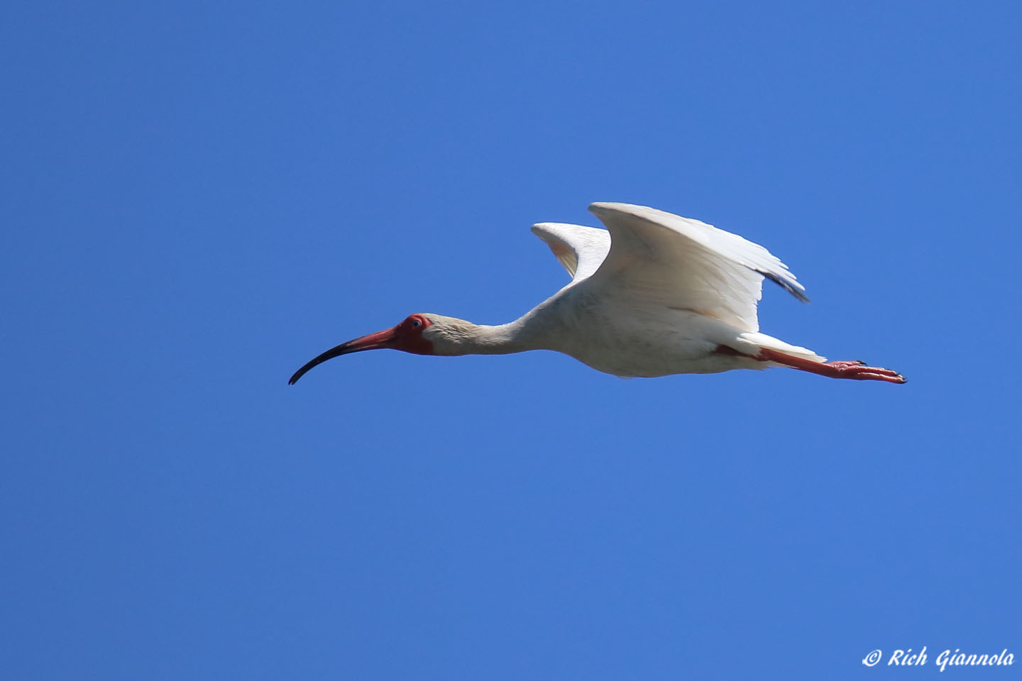 Birding at Chincoteague NWR: Featuring a White Ibis (6/6/22)