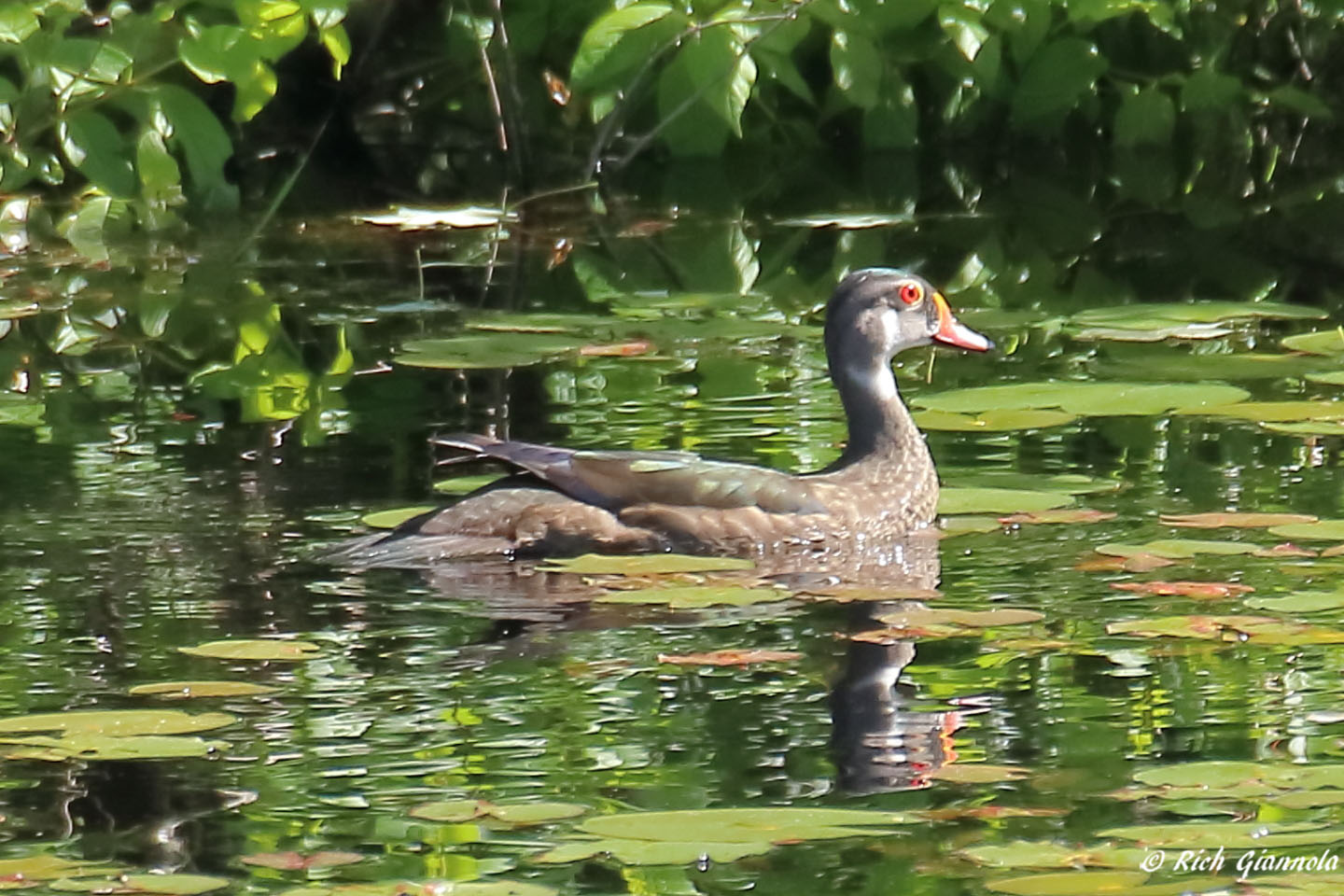 Birding at Trustom Pond NWR: Featuring a Wood Duck (6/21/22)