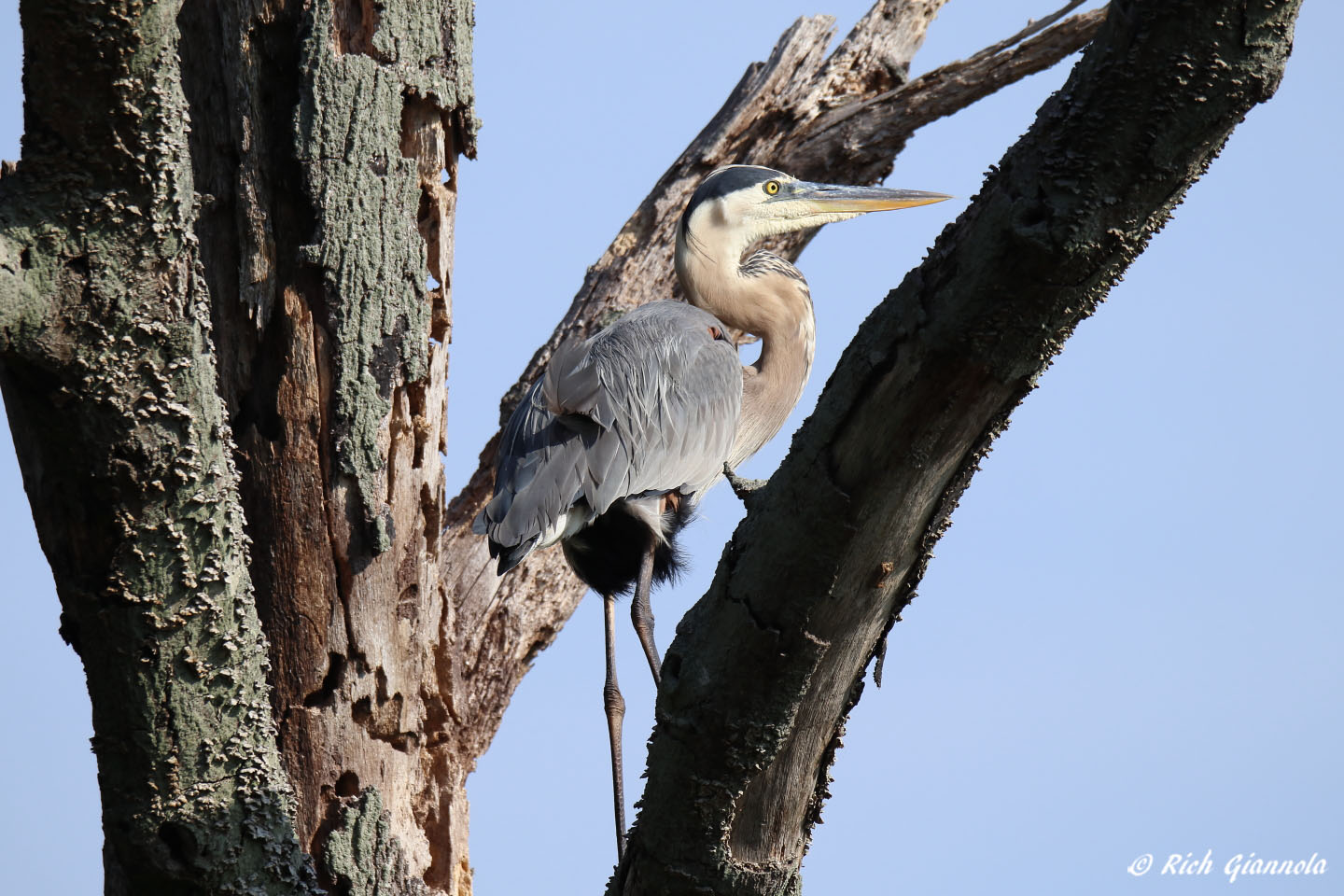 Birding at Prime Hook NWR: Featuring a Great Blue Heron (7/21/22)