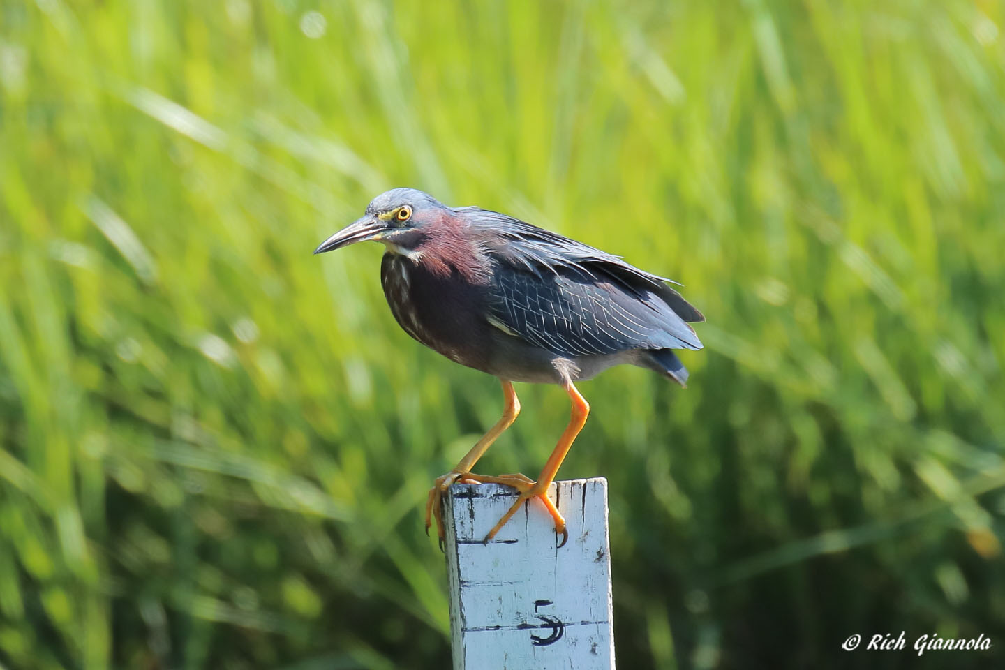 Birding at Cape Henlopen State Park: Featuring a Green Heron (7/12/22)