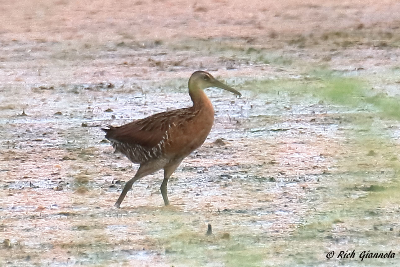 Birding at Milford Neck Wildlife Area: Featuring a King Rail (7/26/22)