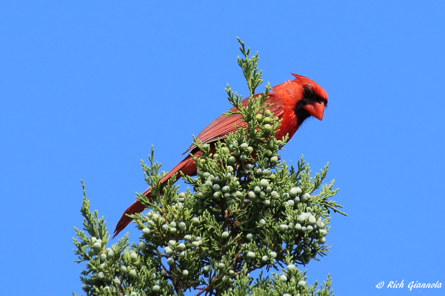 Birding at Cape Henlopen State Park: Featuring a Northern Cardinal (7/19/22)