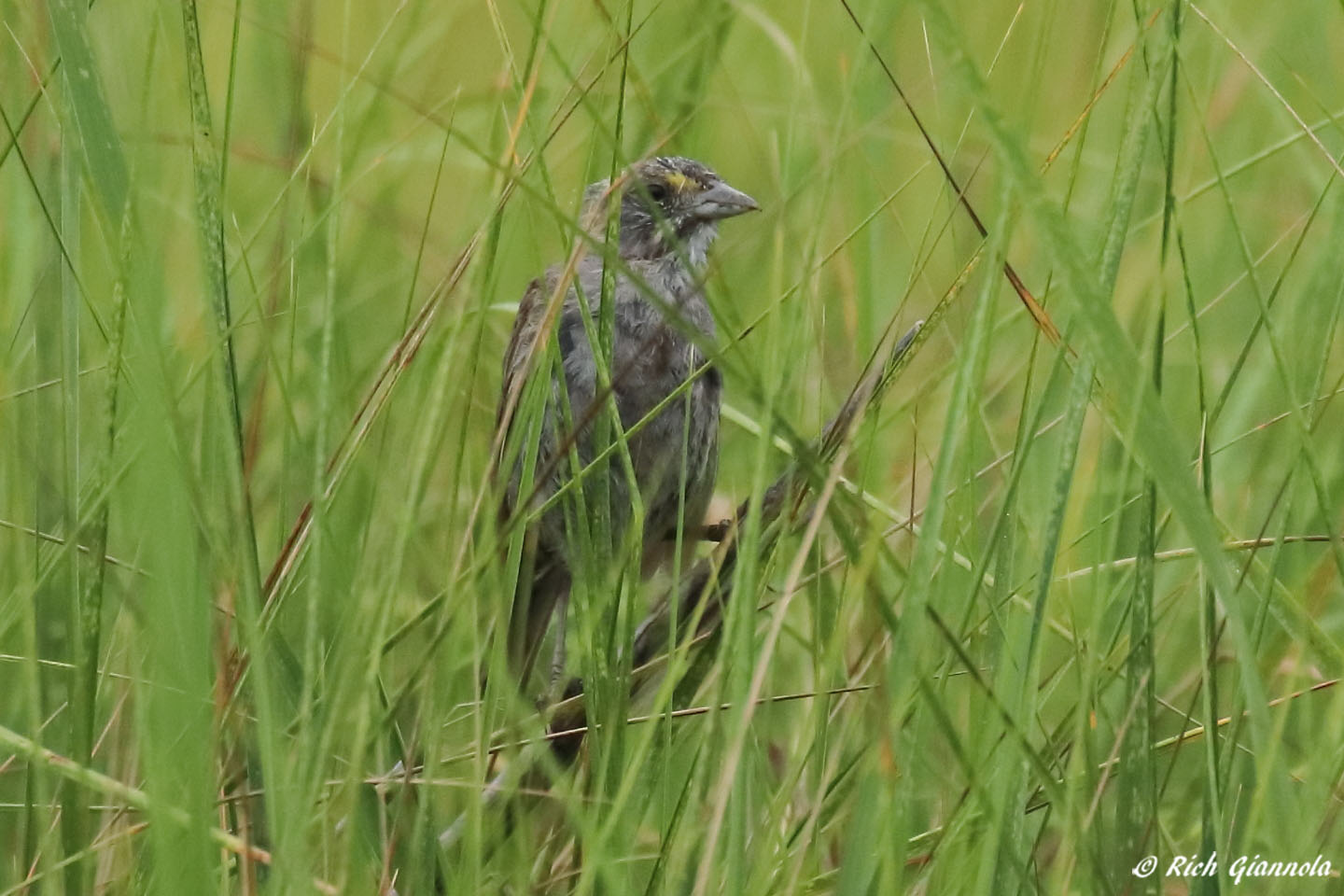 Birding at DuPont Nature Center: Featuring a Seaside Sparrow (7/26/22)