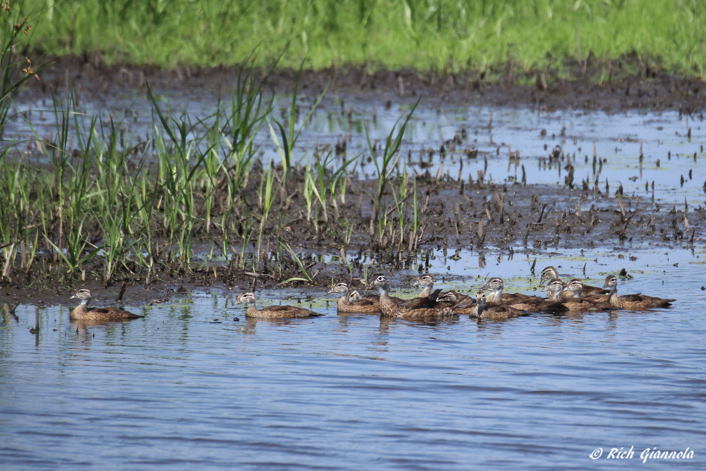 Birding at Bombay Hook NWR: Featuring Wood Ducks (7/5/22)