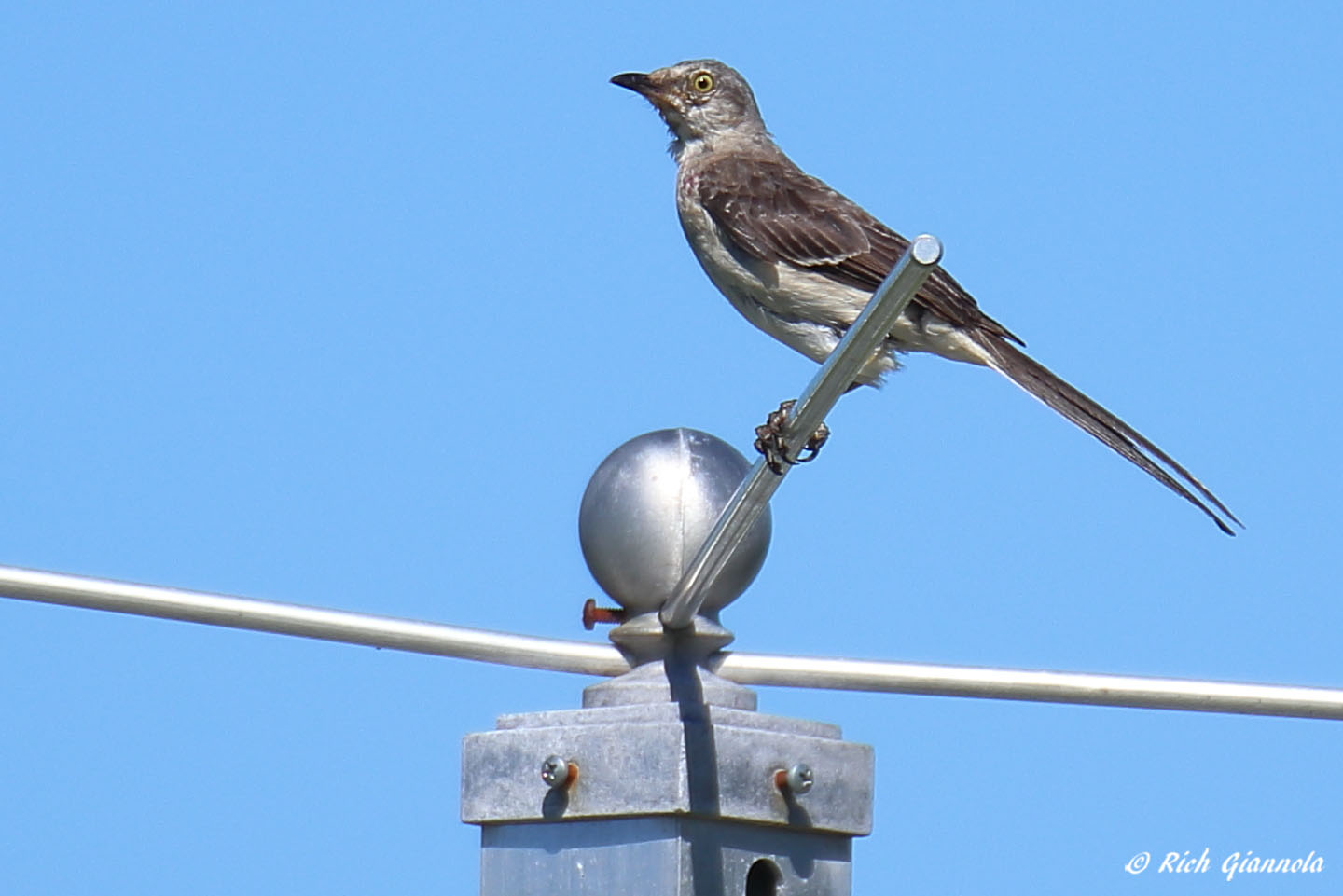 Birding at Prime Hook NWR: Featuring a Northern Mockingbird (8/13/22)