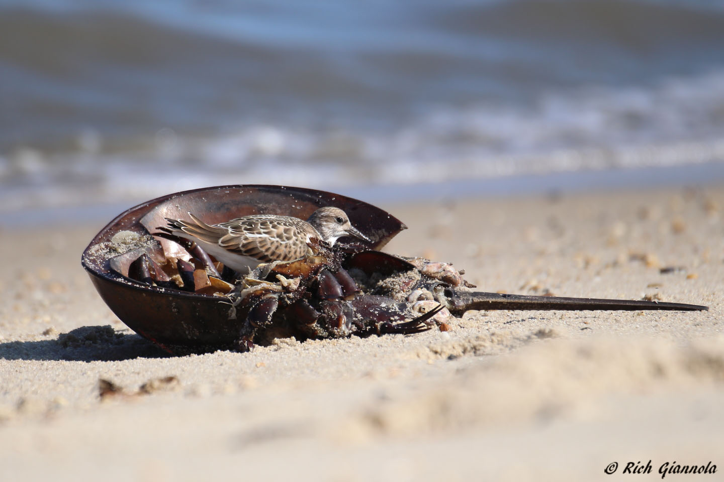 Birding at Cape Henlopen State Park: Featuring a Ruddy Turnstone (8/23/22)