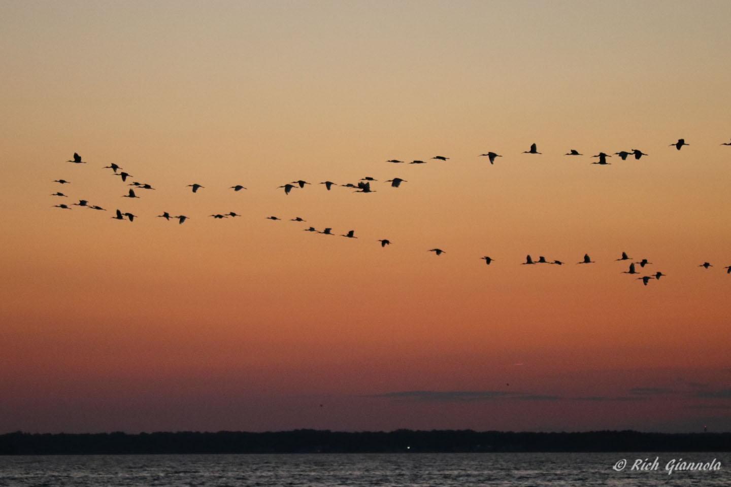 Birding at Delaware Seashore State Park: Featuring White Ibises (8/23/22)