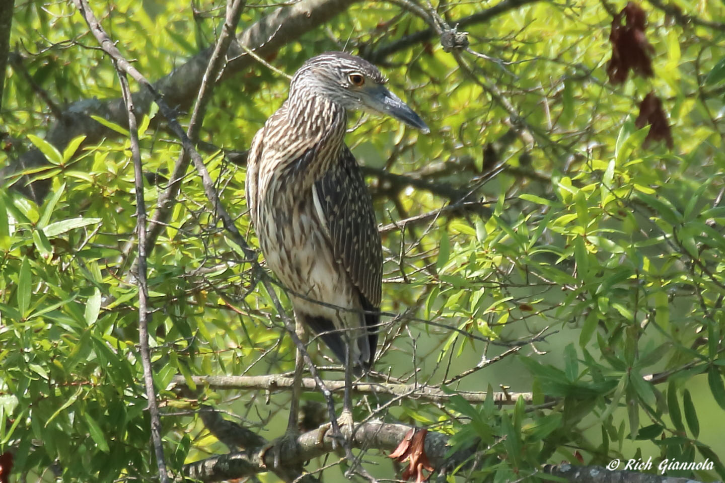 Birding at Bombay Hook NWR: Featuring a Yellow-Crowned Night Heron (8/10/22)