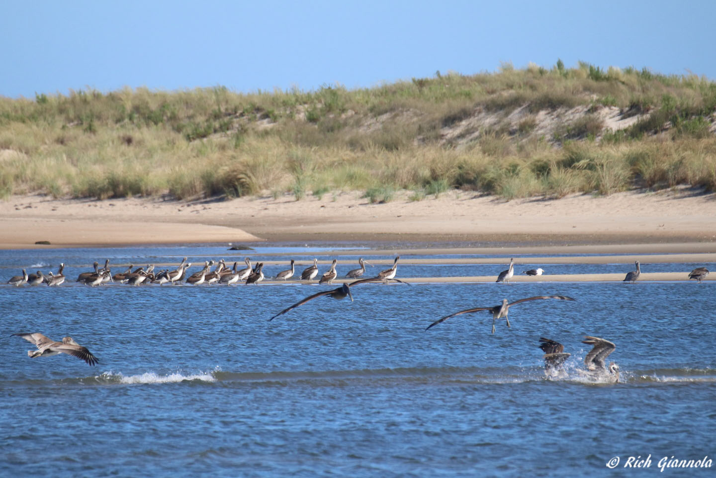 Birding at Cape Henlopen State Park: Featuring Brown Pelicans (9/2/22)