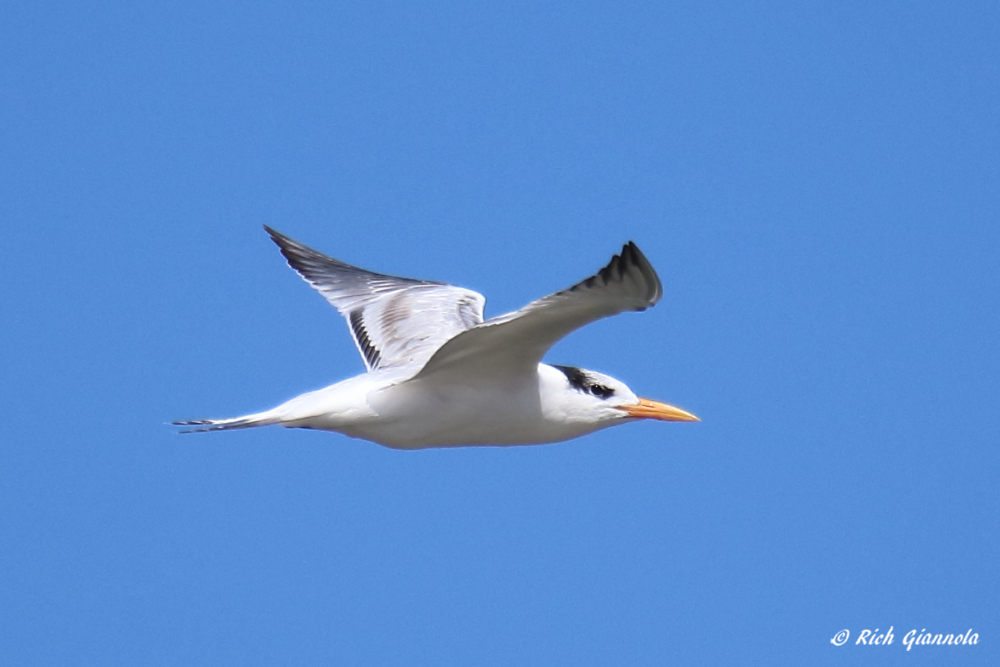 Birding at Chincoteague NWR: Featuring a Royal Tern (9/27/22)