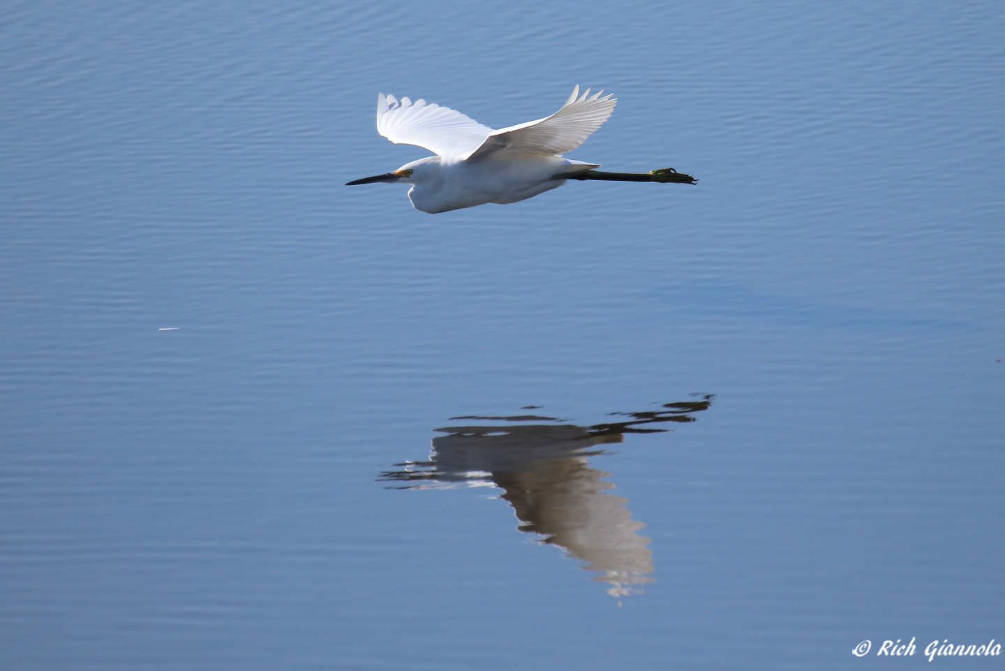 Birding at Prime Hook NWR: Featuring a Snowy Egret (9/21/22)