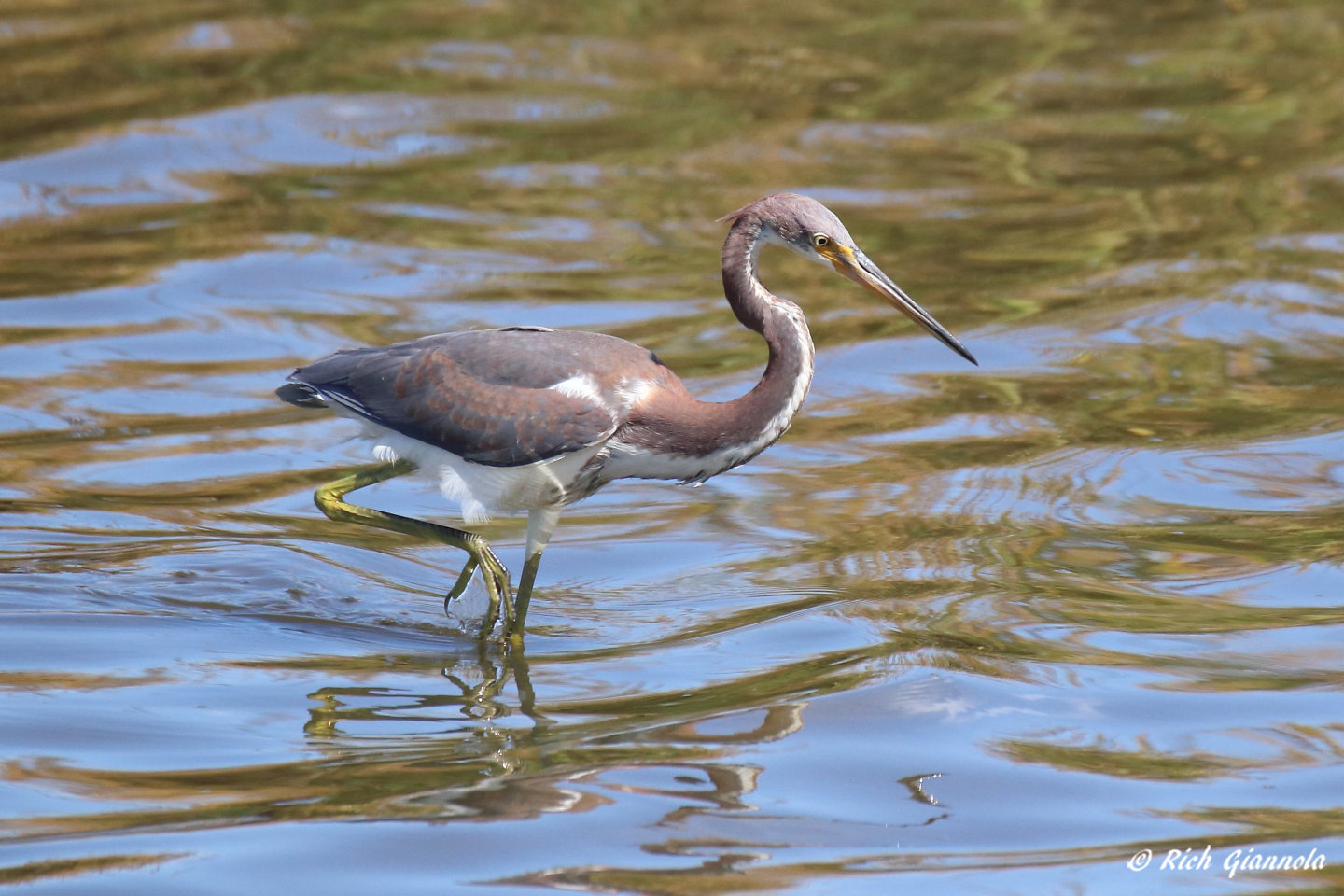 Birding at Chincoteague NWR: Featuring a Tricolored Heron (9/28/22)