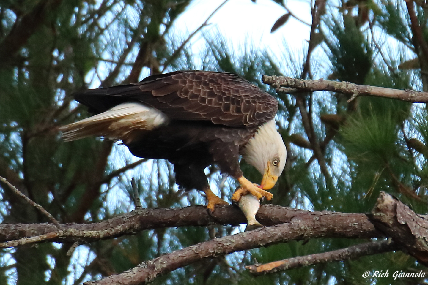 Birding at Cape Henlopen State Park: Featuring a Bald Eagle (10/28/22)