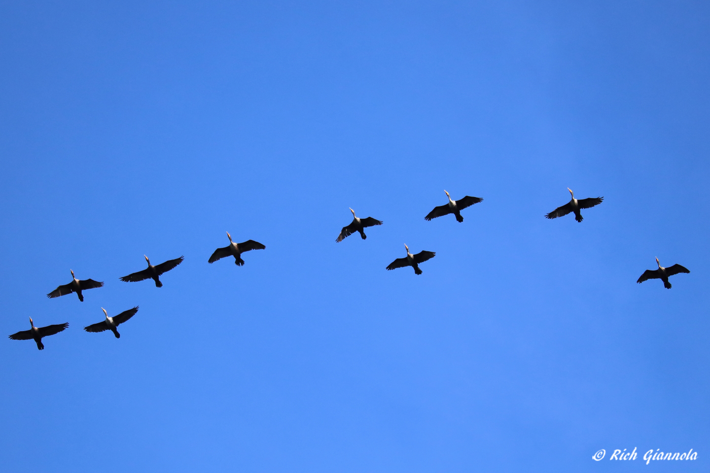 Birding at Quillens Point: Featuring Double-Crested Cormorants (10/12/22)