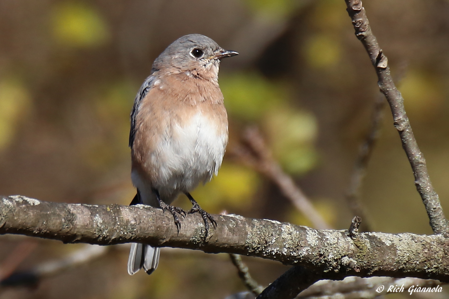 Birding at Marsh Creek State Park: Featuring an Eastern Bluebird (10/22/22)