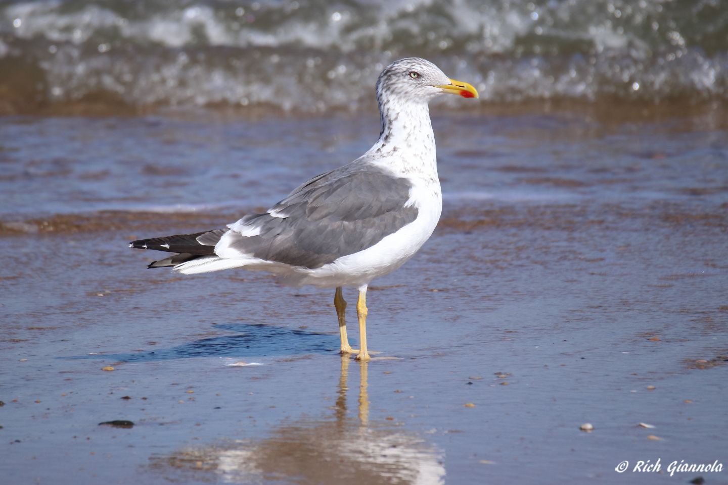 Birding at Cape Henlopen State Park: Featuring a Lesser Black-Backed Gull (10/11/22)