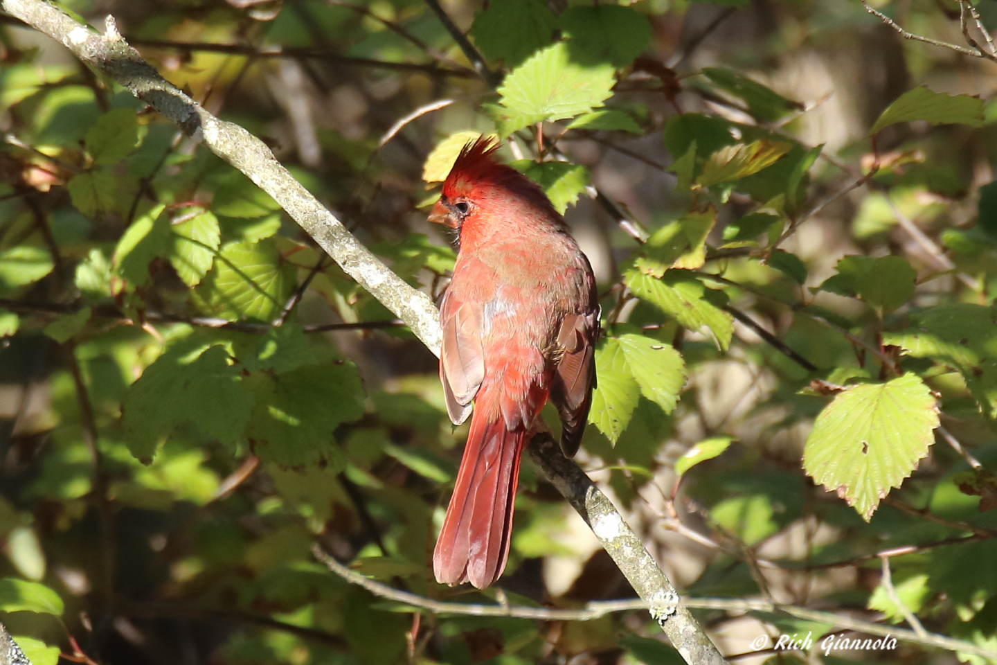 Birding at Trap Pond State Park: Featuring a Northern Cardinal (10/15/22)