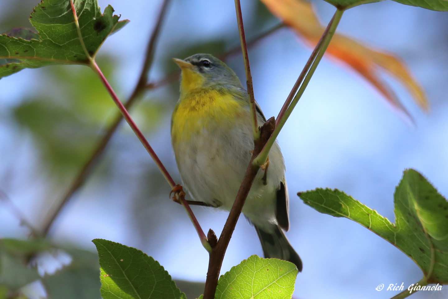 Birding at Prime Hook NWR: Featuring a Northern Parula (10/14/22)