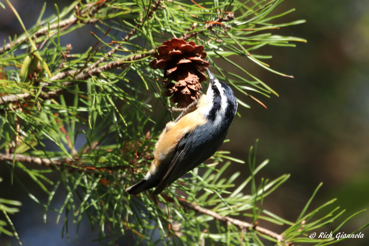 Birding at James Farm Ecological Preserve: Featuring a Red-Breasted Nuthatch (10/12/22)