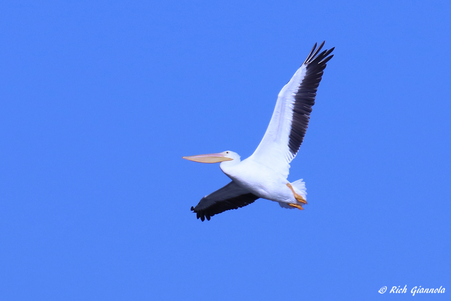 Birding at Edwin B. Forsythe NWR: Featuring an American White Pelican (11/18/22)