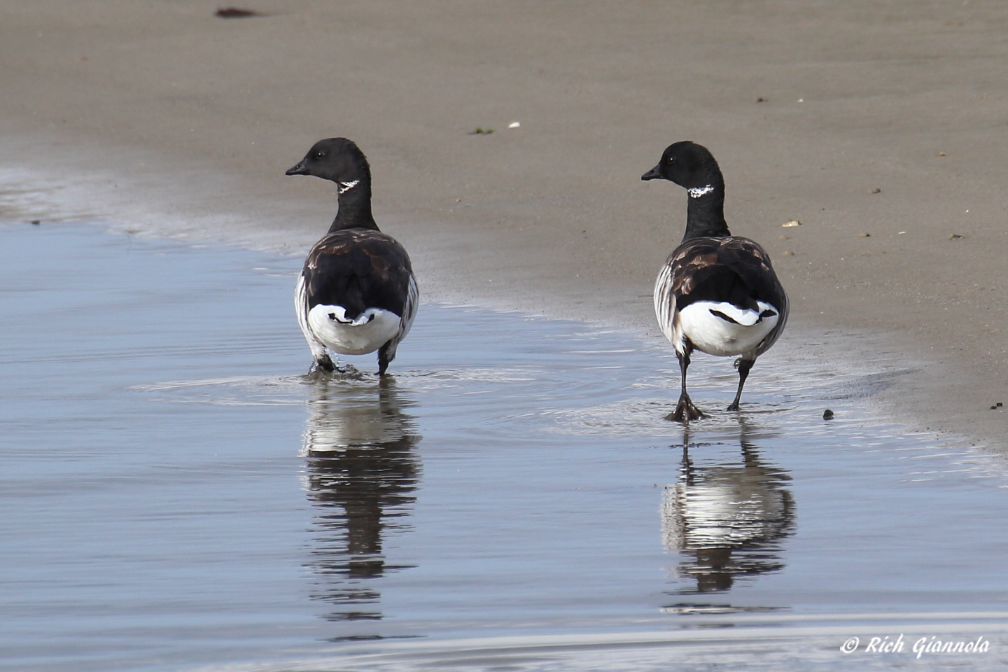 Birding at Cape Henlopen State Park: Featuring Brants (11/4/22)