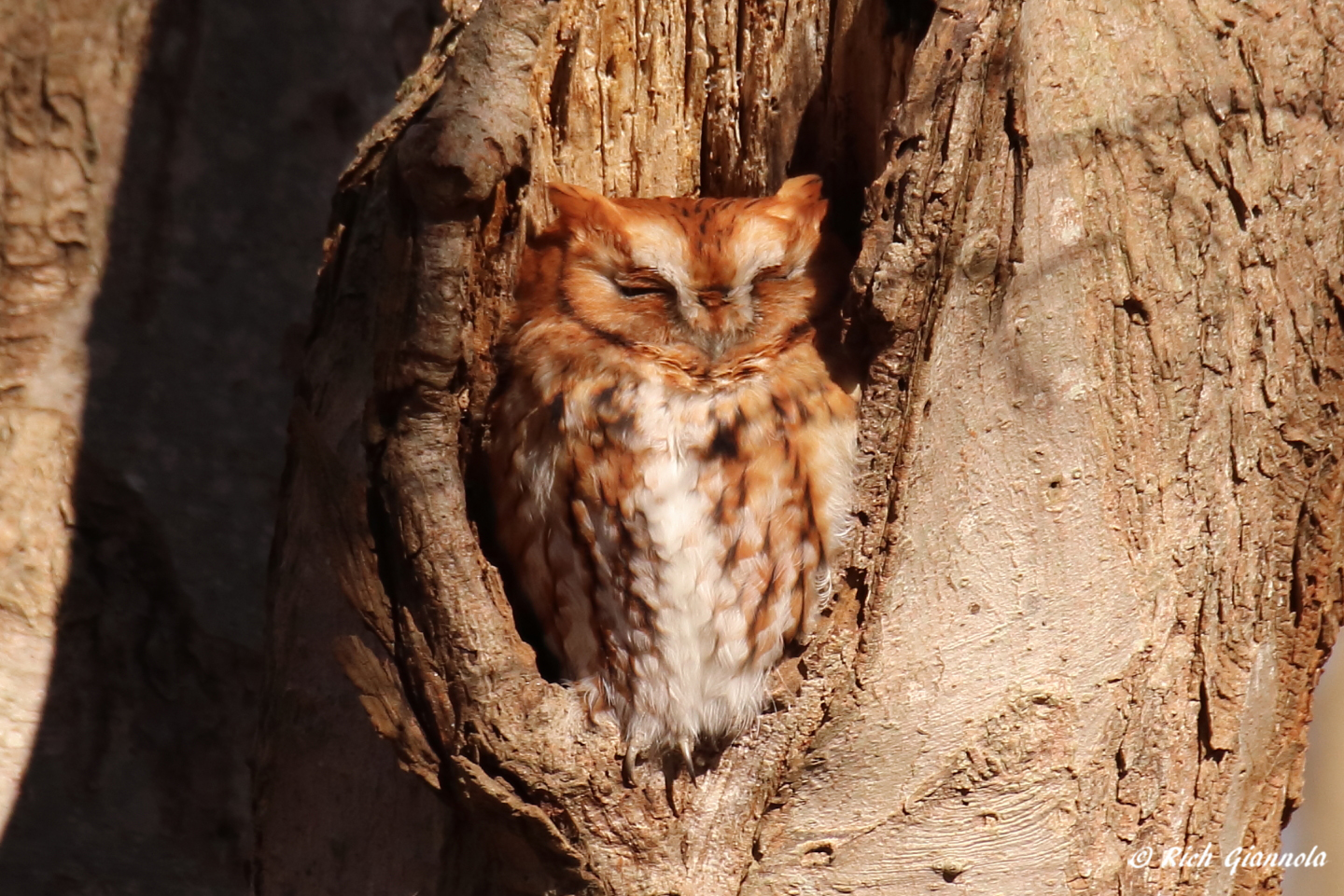 Birding at Prime Hook NWR: Featuring an Eastern Screech-Owl (11/23/22)