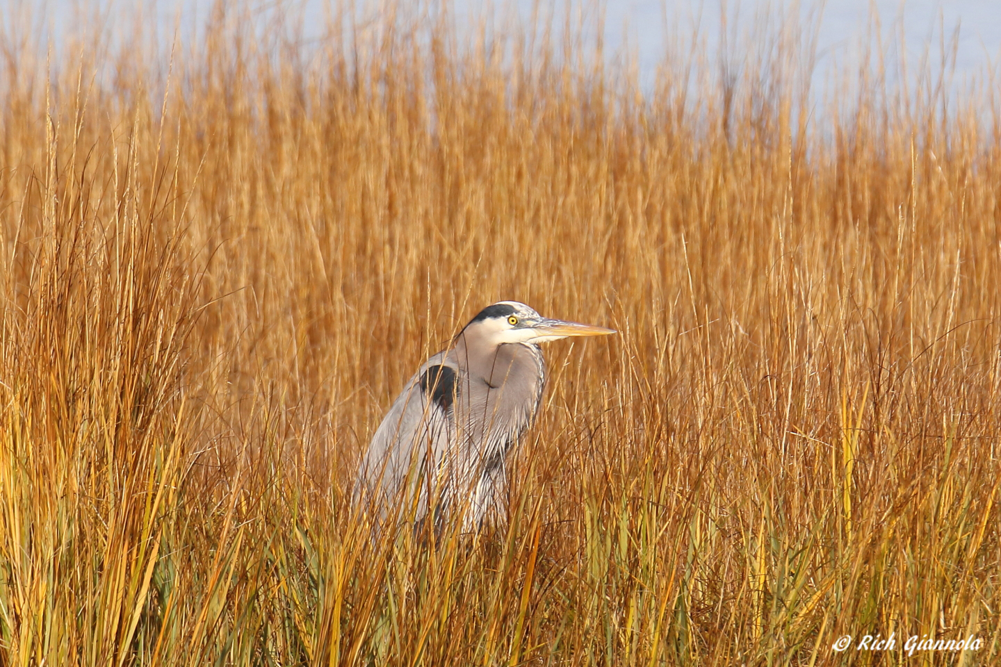 Birding at Delaware Seashore State Park – Featuring a Great Blue Heron (11/29/22)