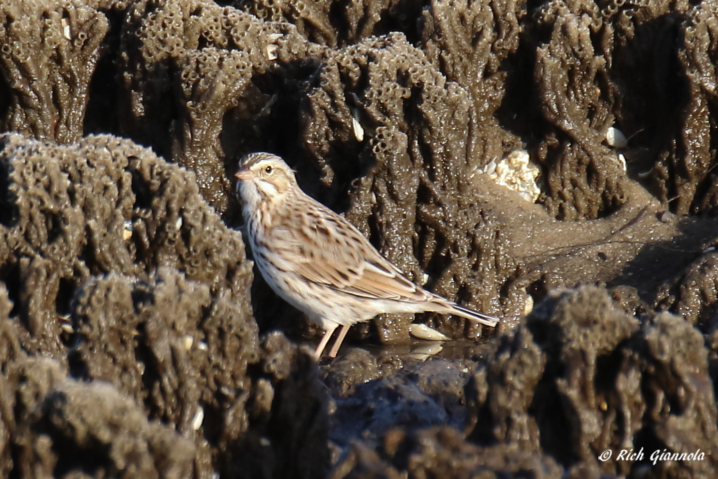 Birding at Prime Hook NWR Fowler Beach: Featuring an “Ipswich” Savannah Sparrow (11/10/22)