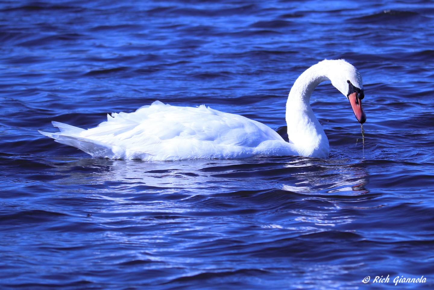 Birding at Cape May Point State Park: Featuring a Mute Swan (11/20/22)