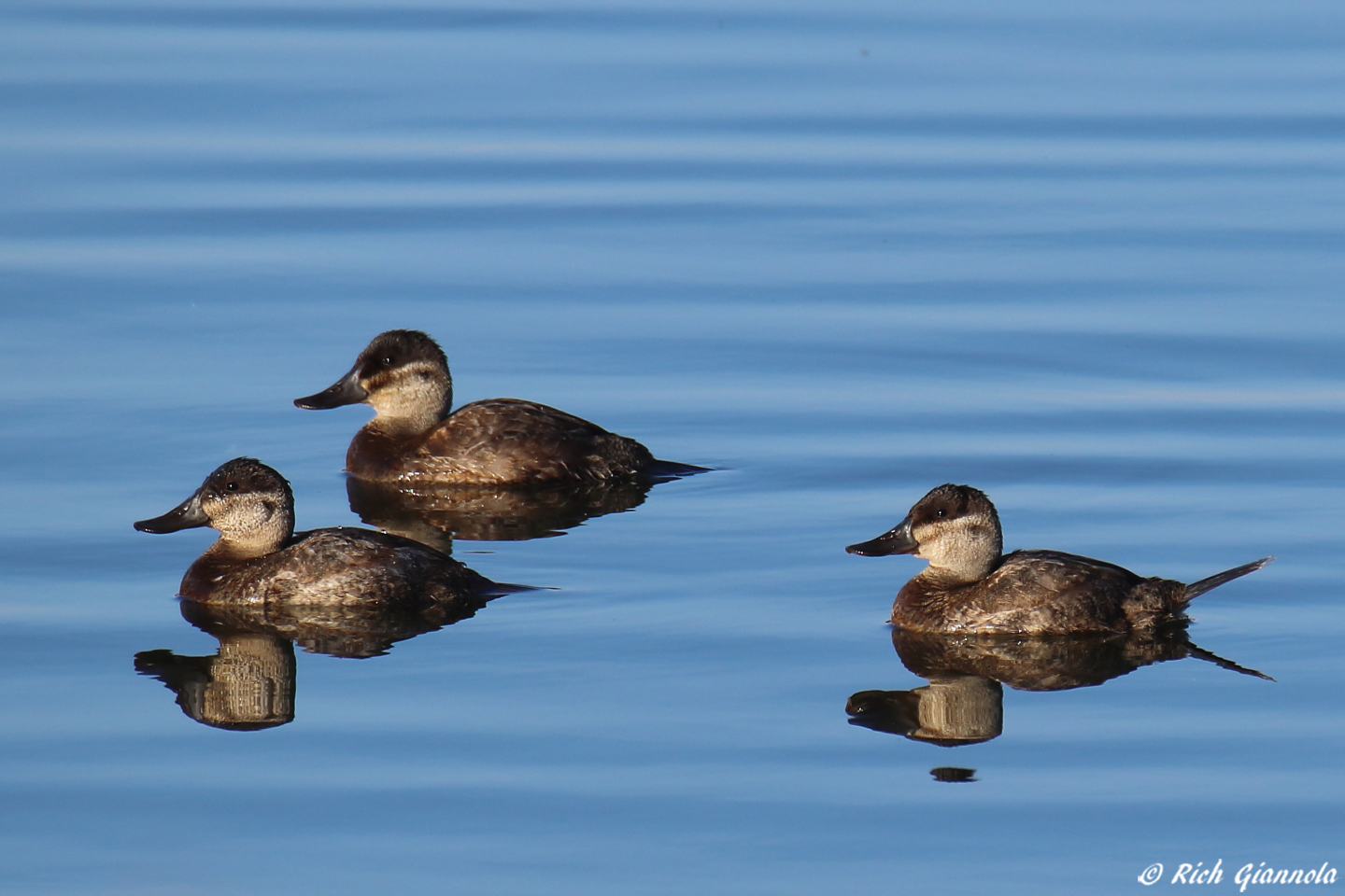 Birding at Bombay Hook NWR: Featuring Ruddy Ducks (11/2/22)