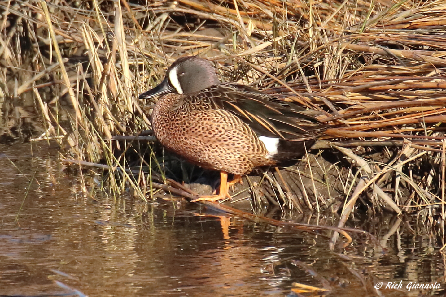 Birding at Bombay Hook NWR – Featuring a Blue-Winged Teal (12/30/22)